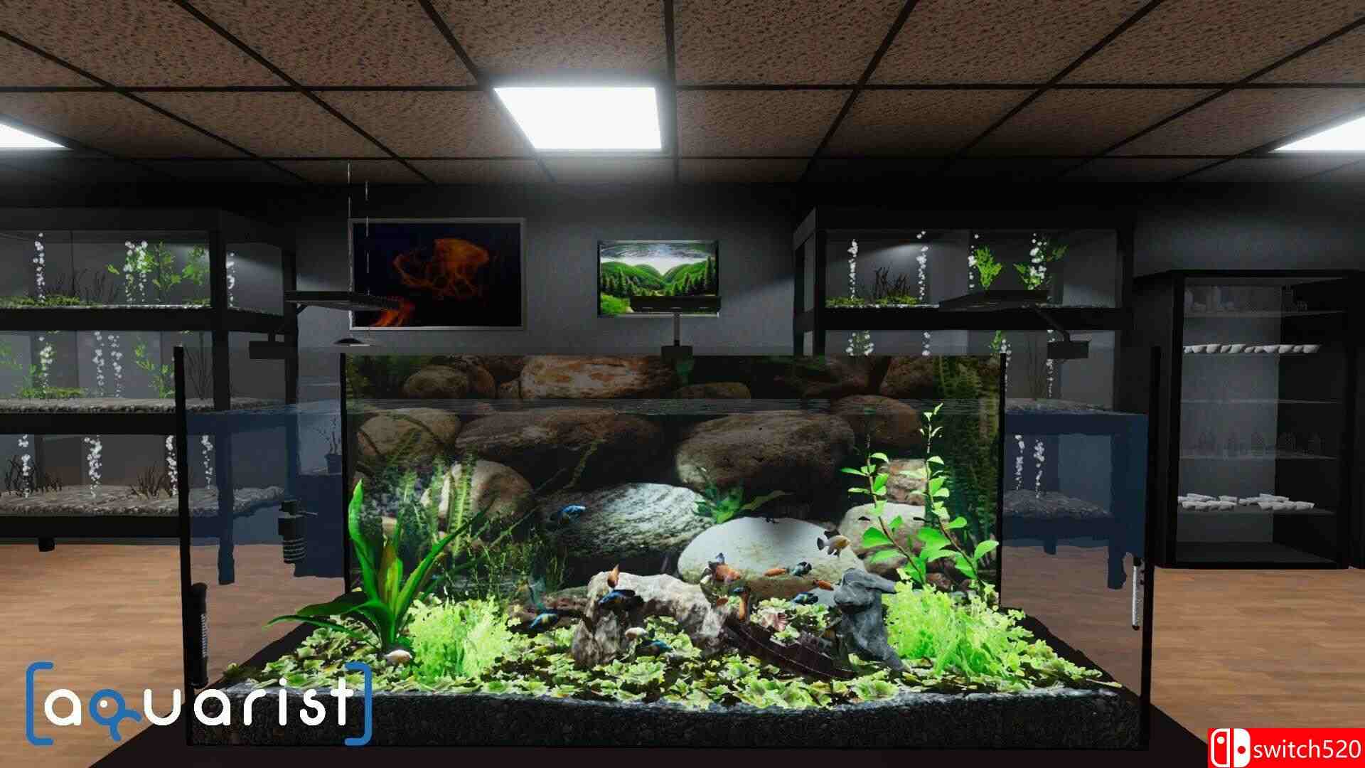 《水族馆（Aquarist）》官方中文 集成美洲鱼DLC [中文/繁体/英文/日语]插图1